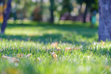 Taze bahar yeşili çimenler ve parkta güneş