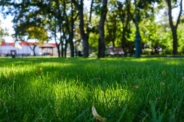 Fresh Spring Green Grass Sun Park — Stock Photo, Image