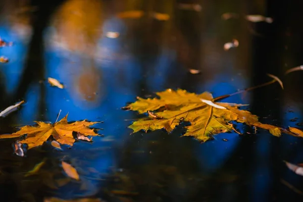 Podzimní Makro Javor List Přírodní Sezóna — Stock fotografie