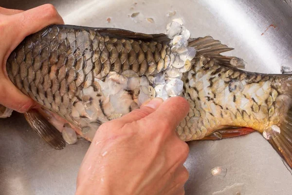 Карпы Приготовления Пищи Рыбы Распятия Очистки Свежие Морепродукты — стоковое фото