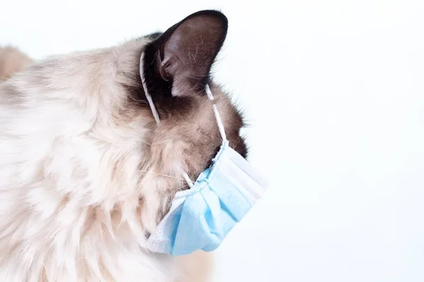Máscara Coronavírus Covid Gripe Proteção Respiratória Animal Estimação — Fotografia de Stock