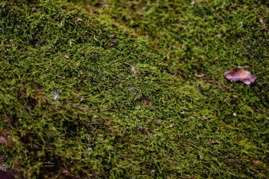 Ormanda yosun, yeşil doğal bitki.