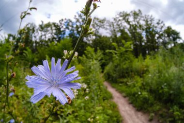 Doğa ağacı orman manzarası gökyüzü yeşil ışık, güneş ışığı.