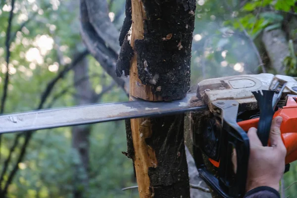 Chainsaw. Close-up of woodcutter sawing chain saw in motion, sawdust fly to sides. Concept is to bring down trees.