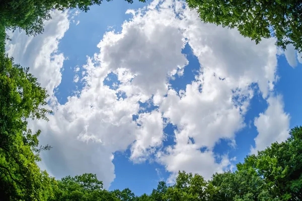 Céu Floresta Grande Ângulo Árvore Nuvem Verão Verde — Fotografia de Stock