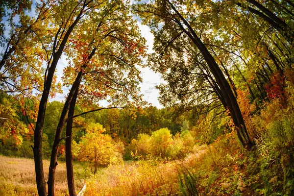 Natur Träd Skog Landskap Himmel Grönt Ljus Bakgrund Blå — Stockfoto