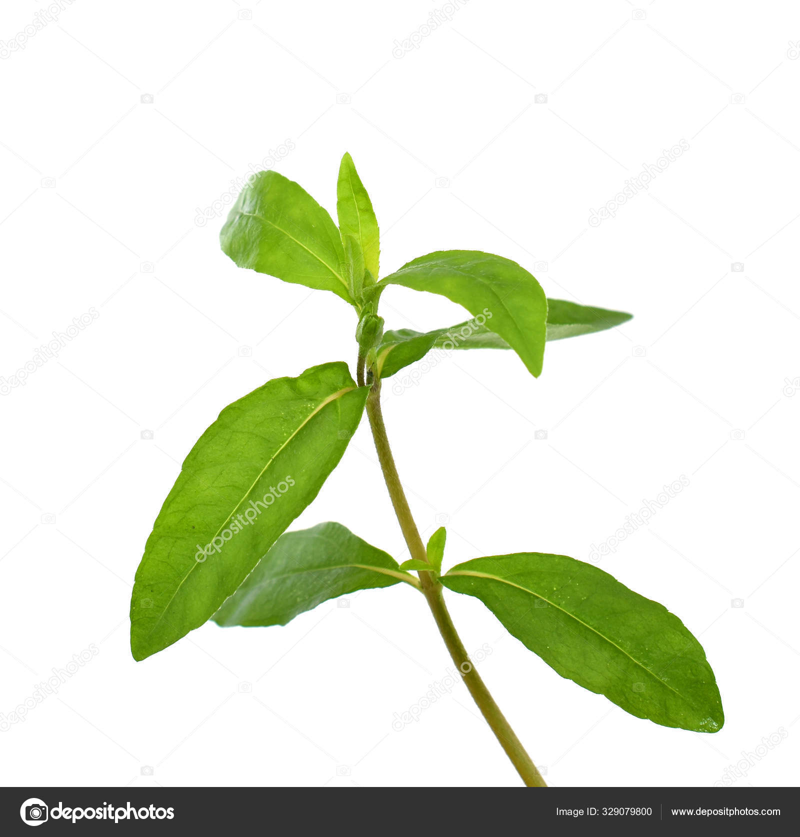 Frische Eclipta Alba Eclipta Prostrata Isoliert Auf Weißem Hintergrund