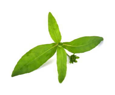 Beyaz arkaplanda izole edilmiş taze Eclipta alba (Eclipta prostrata L)