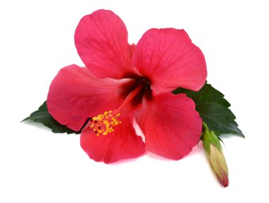 Güzel kırmızı amber çiçeği beyaz arkaplanda izole edilmiş.