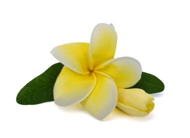 Güzel Plumeria Rubra çiçeği beyaz arka planda izole edilmiş.