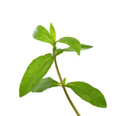 Beyaz arkaplanda izole edilmiş taze Eclipta alba (Eclipta prostrata L)