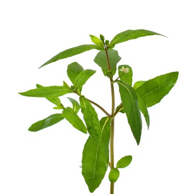 Beyaz arkaplanda izole edilmiş taze Eclipta alba (Eclipta prostrata L)