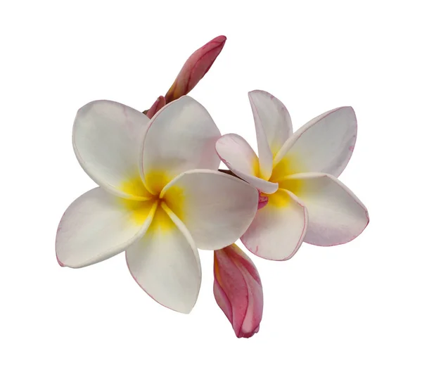 Belle Fleur Rose Frangipani Isolée Sur Fond Blanc — Photo