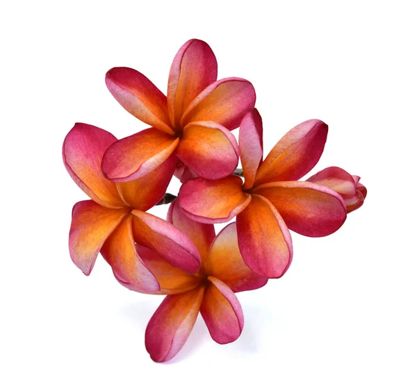Hermosa Flor Roja Plumeria Rubra Aislado Sobre Fondo Blanco —  Fotos de Stock