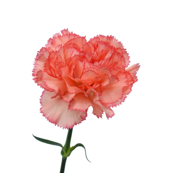 Bela Flor Cravo Vermelho Isolado Fundo Branco — Fotografia de Stock