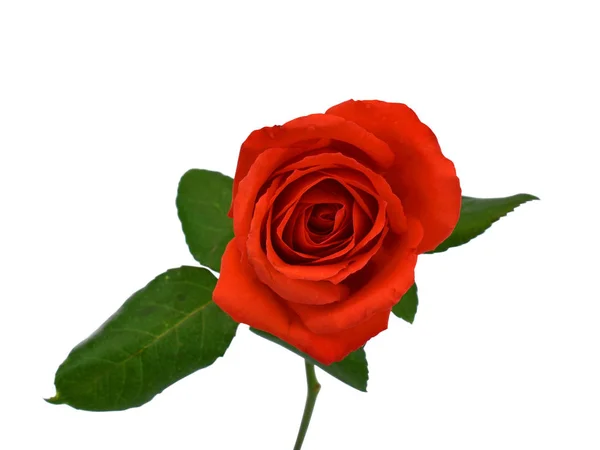 Bela Rosa Flor Isolada Fundo Branco — Fotografia de Stock