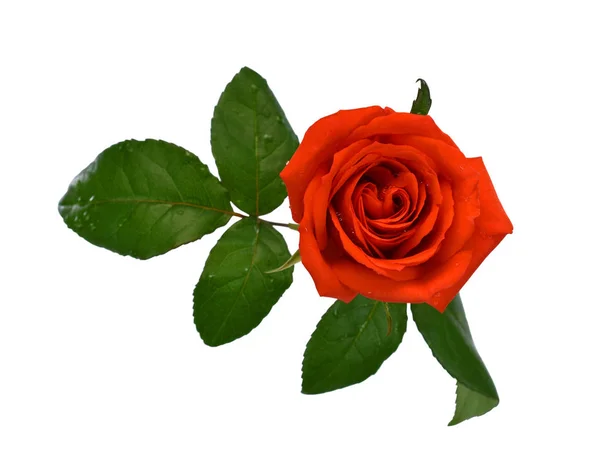 Όμορφο Τριαντάφυλλο Λουλούδι Απομονώνονται Λευκό Φόντο — Φωτογραφία Αρχείου