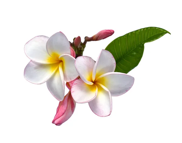 Beyaz Arka Planda Izole Edilmiş Güzel Pembe Bir Rubra Çiçeği — Stok fotoğraf
