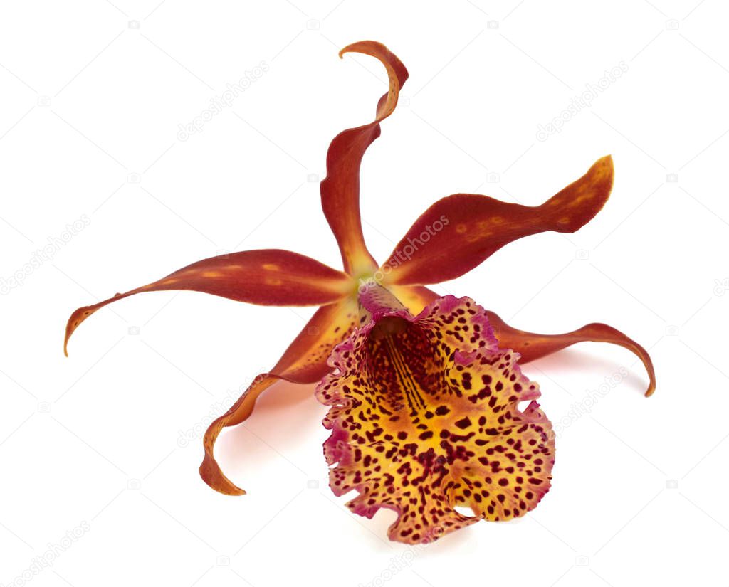 beautiful cattleya orchid flower isolated on white background