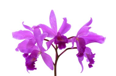 Güzel mor sığır sürüsü orkidesi beyaz arka planda izole edilmiş.