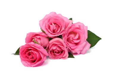 Beyaz arka planda izole edilmiş güzel pembe gül çiçeği.