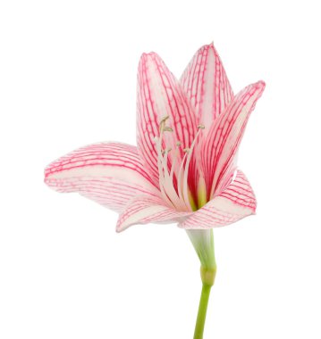 Beyaz arka planda izole edilmiş pembe hippeastrum ya da amilis çiçeği