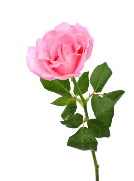 Close Fiore Rosa Fiore Isolato Sfondo Bianco — Foto Stock
