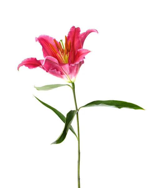 Beautiful Pink Lily Flower Isolated White Background — Stock Photo, Image