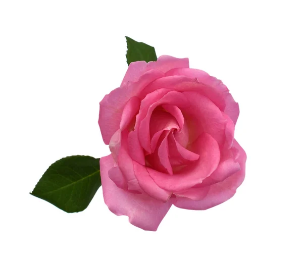 Όμορφο Ροζ Τριαντάφυλλο Λουλούδι Απομονώνονται Λευκό Φόντο — Φωτογραφία Αρχείου
