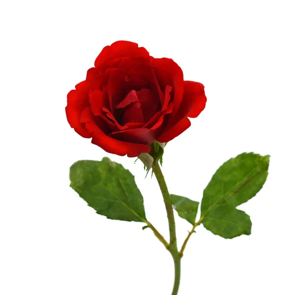 Όμορφο Κόκκινο Τριαντάφυλλο Λουλούδι Απομονώνονται Λευκό Φόντο — Φωτογραφία Αρχείου