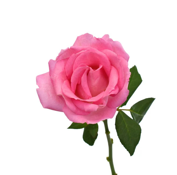 Bella Rosa Rosa Fiore Isolato Sfondo Bianco — Foto Stock
