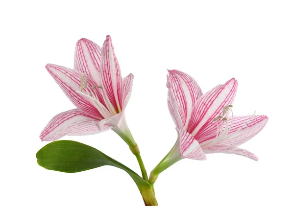 Krásný Amaryllis Květiny Izolované Bílém Pozadí — Stock fotografie