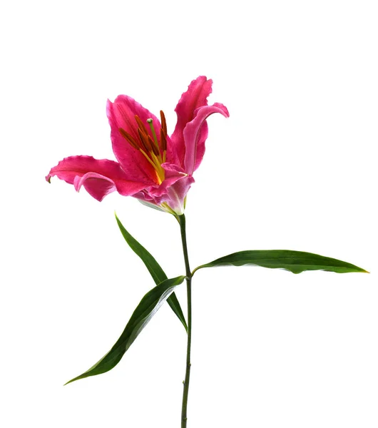 Krásná Červená Lilie Květiny Izolované Bílém Pozadí — Stock fotografie