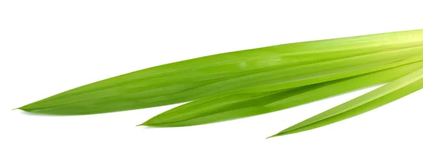 Fresh Pandan Leaves Isolated White Background — Stock Photo, Image