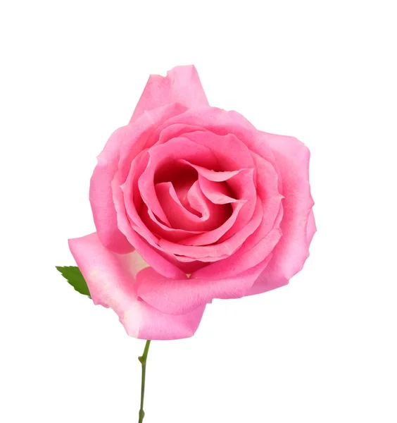 Rosa Rosa Fiore Isolato Sfondo Bianco — Foto Stock