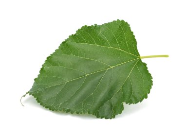 Beyaz arkaplanda yeşil dut yaprağı izole edildi