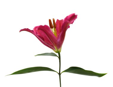 Beyaz arka planda izole edilmiş güzel zambak çiçeği