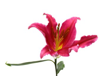 Beyaz arka planda izole edilmiş güzel zambak çiçeği