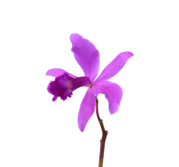 Bela Flor Orquídea Cattleya Roxo Isolado Fundo Branco — Fotografia de Stock