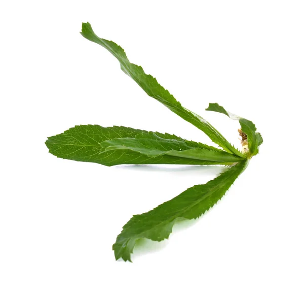 Eryngium Foetidum Eller Långa Korianderblad Isolerade Vit Bakgrund — Stockfoto