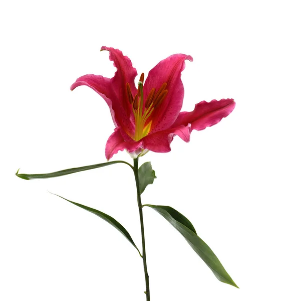 Krásná Lilie Květiny Izolované Bílém Pozadí — Stock fotografie