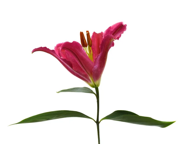 Beyaz arka planda izole edilmiş güzel zambak çiçeği