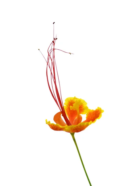 Beautiful Caesalpinia Pulcherrima Flower Isolated White Background — Stock Photo, Image