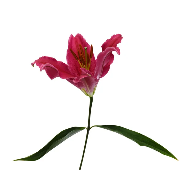 Κοντινό Ανθισμένο Κόκκινο Λουλούδι Κρίνου Απομονωμένο Λευκό Φόντο — Φωτογραφία Αρχείου