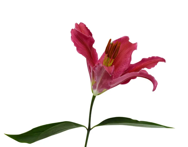 Flor Lirio Rojo Cerca Aislado Sobre Fondo Blanco — Foto de Stock