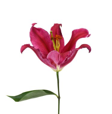 Çiçek açan kırmızı zambak çiçeğini beyaz arkaplanda izole et