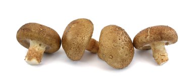 Lentinus beyaz arka planda izole edilmiş mantar edodes