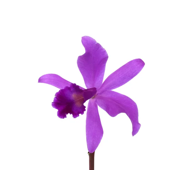 Fialový Květ Orchideje Cattleya Izolovaných Bílém Pozadí — Stock fotografie
