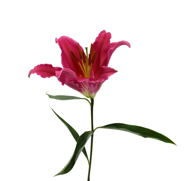 Close Blooming Lily Flower Isolated White Background — Stock Photo, Image
