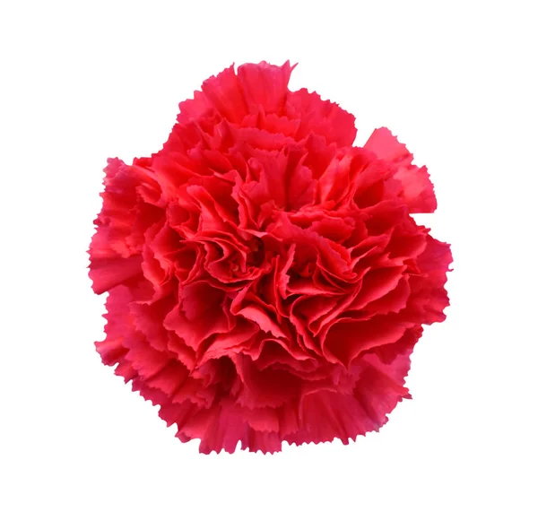 Красива Червона Квітка Гвоздики Ізольована Білому Тлі — стокове фото